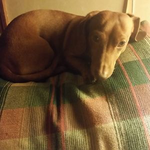 Meet your Posher, Carolyn